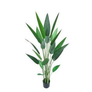 ציפור גן עדן 1.40 ס''מ ללא כד