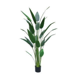 ציפור גן עדן 1.60 ס''מ ללא כד