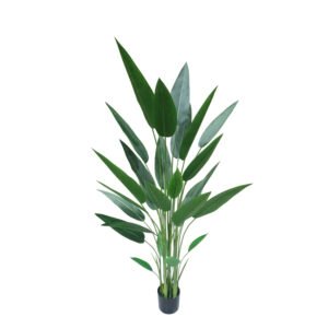 ציפור גן עדן 1.80 ס''מ ללא כד