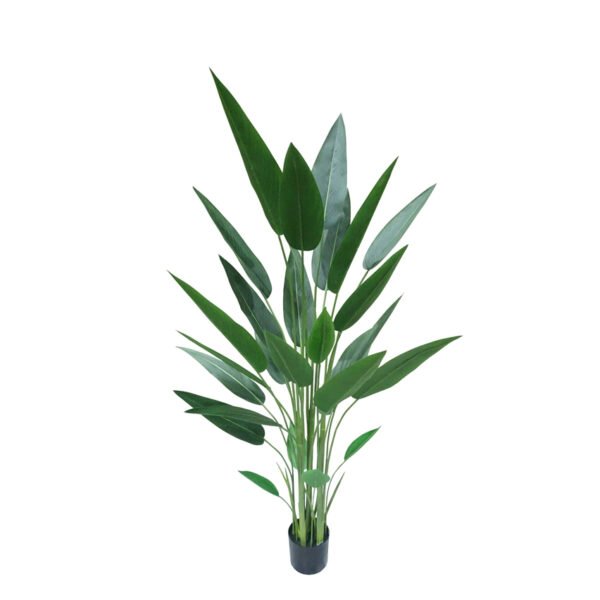 ציפור גן עדן 1.80 ס''מ ללא כד