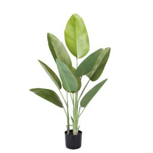 ציפור גן עדן בננה 1.20 ס''מ ללא כד