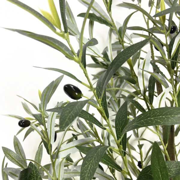 ⁦עץ זית 2.10 ס''מ ללא כד⁩ – תמונה ⁦3⁩