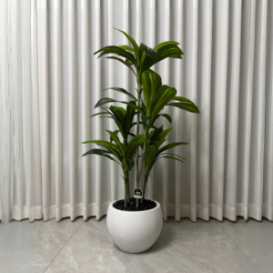 עציץ דרצנה 1.3 בכד יהלי