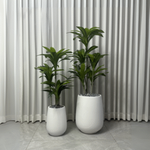 עציץ דרצנה+ כד מעוצב לוסיאן