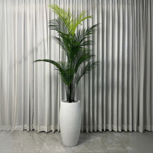 עציץ דקל 2.2 ס"מ בכד פלורנס