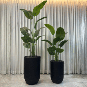 ציפור גן עדן בכד סידני