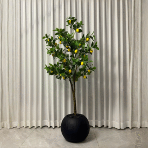 עץ לימון 1.70 בכד ולנסיו