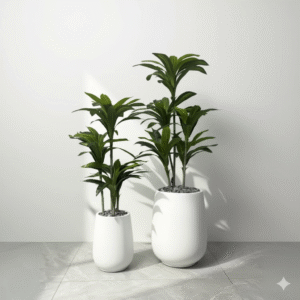 עצי נוי במארזים תואמים