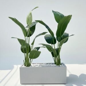 אדנית+2 עצי ציפור גן עדן 1.45