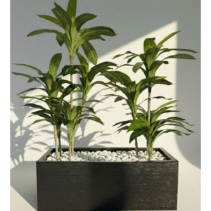 אדנית+2 עצי דרצנה 1.25