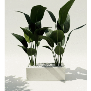 אדנית+2 עצי ציפור גן עדן סילקון 1.65