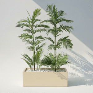 אדנית+2 דקלים 1.35