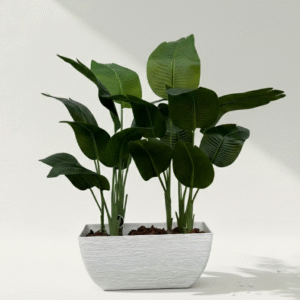 אדנית+2 עצי ציפור גן עדן 1.25