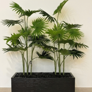 אדנית+2 עצי דקל מניפה