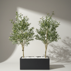 אדנית+2עצי זית 1.55