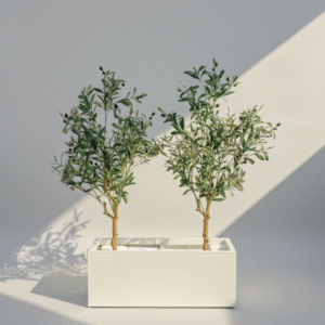 אדנית+2 עצי זית 1.25